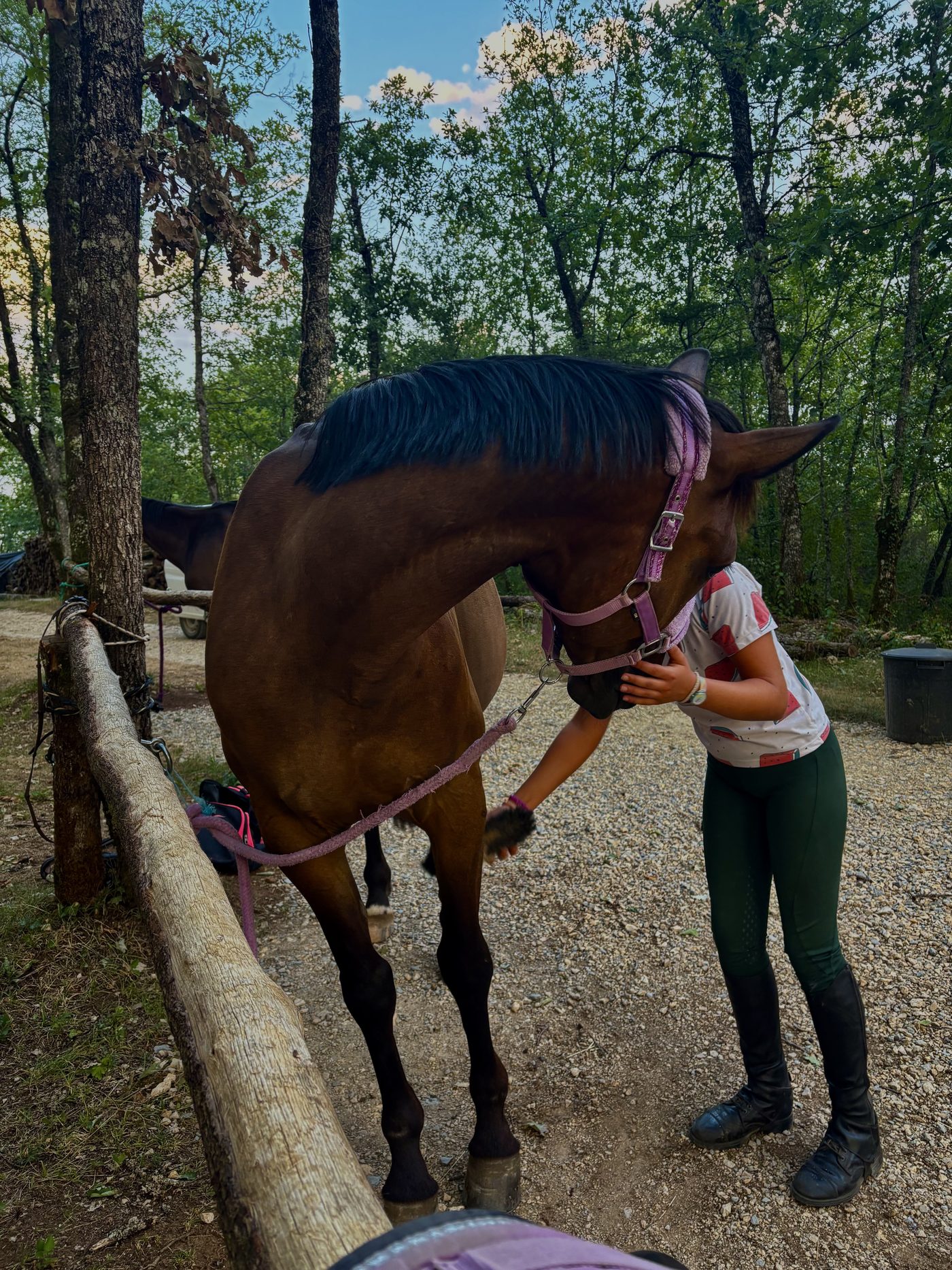 Soins des chevaux aux Écuries de Saint-Amand